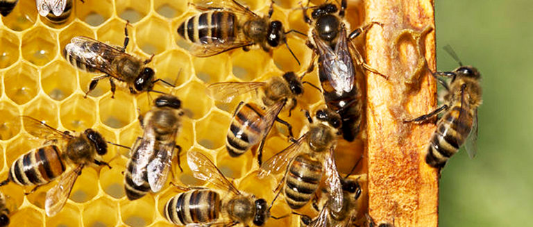 HOW TO GET BEESWAX (PROPOLIS)